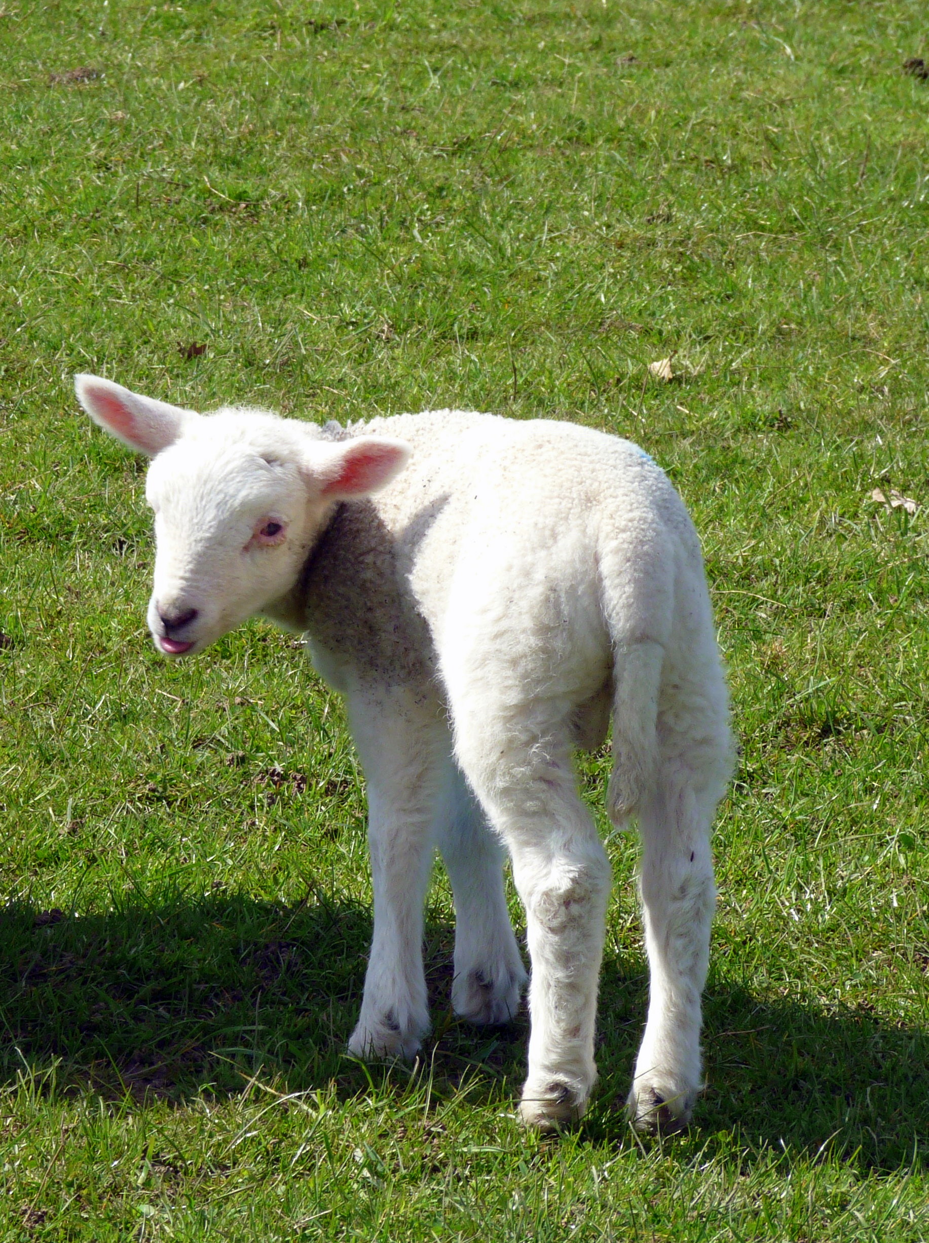 stockvault-small-lamb116749.jpg